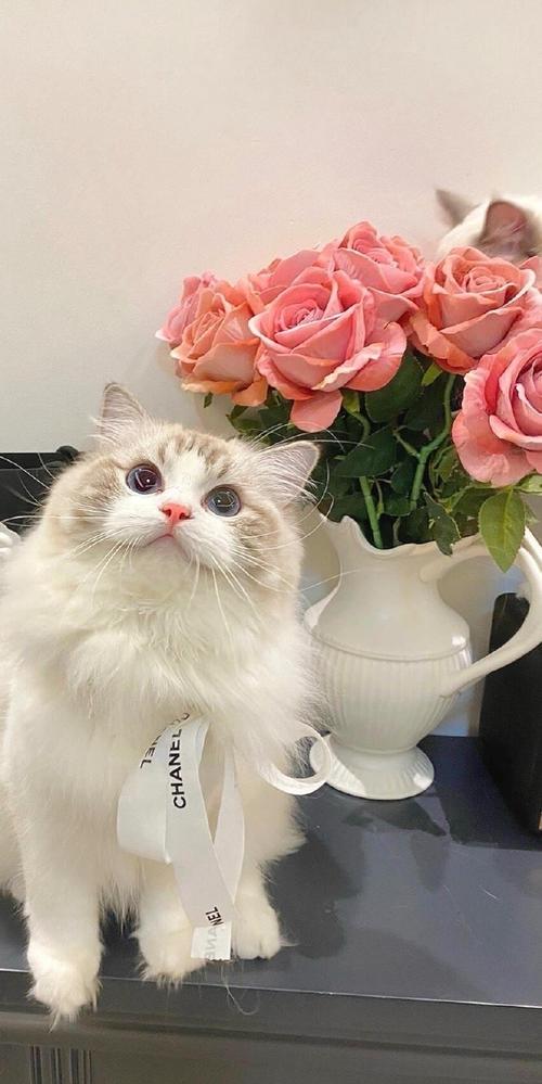 猫数据集