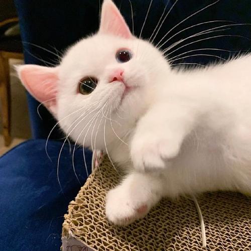 猫咪图片数据集2