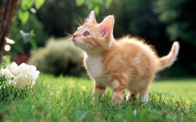 猫十二分类地图闯关数据集