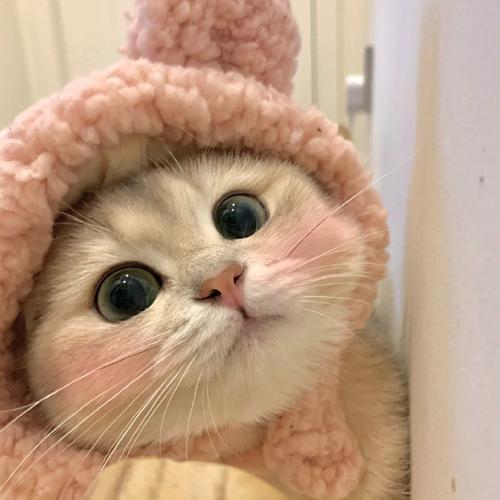 猫十二分类数据集3