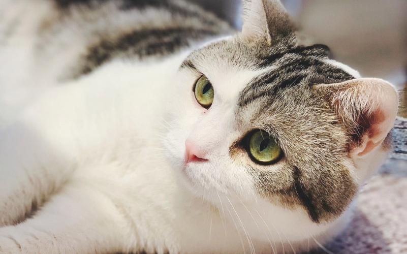 猫12分类数据集2