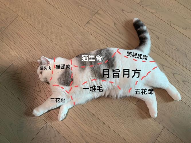 猫分割的paddlehub数据集