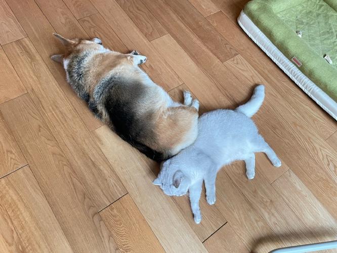 猫狗大战数据集2