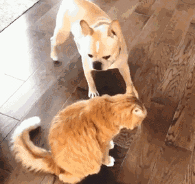 猫狗识别数据集2
