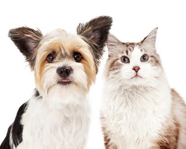 猫狗分类数据集8