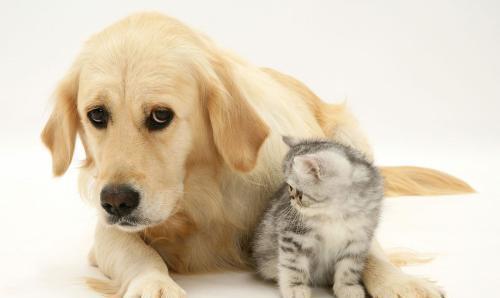 猫猫狗狗数据集