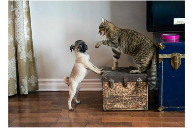 猫狗分类数据集9