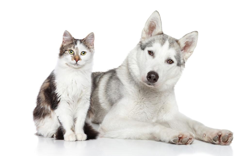 猫和狗2.0数据集