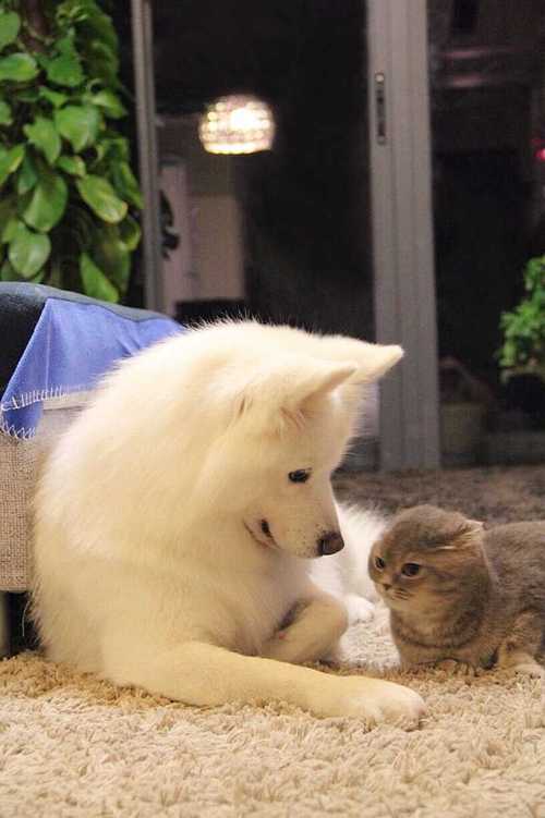 猫狗分类数据集10