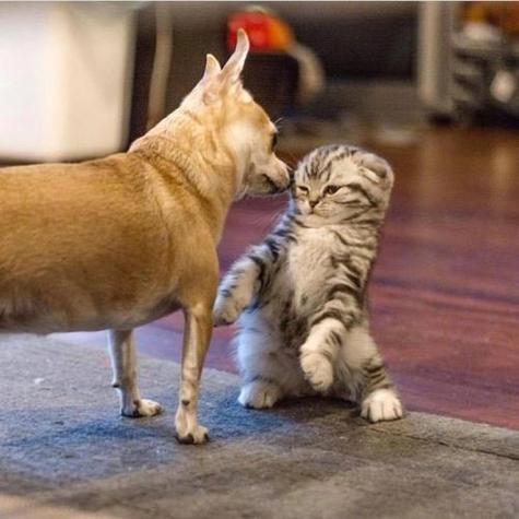 猫狗分类数据集11