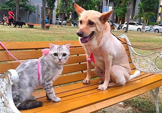 猫狗识别数据集3