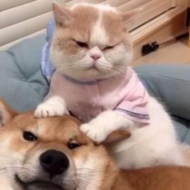 猫狗分类数据集13