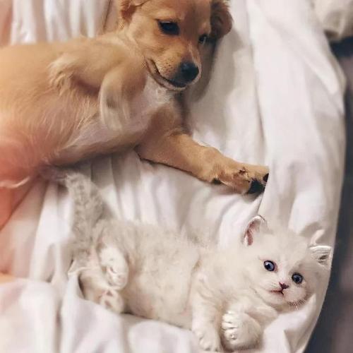 猫狗图片数据集2
