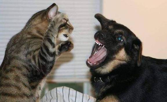 30000张猫狗数据集