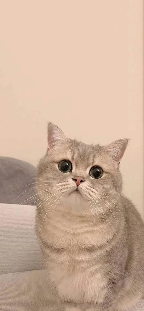 猫数据集2