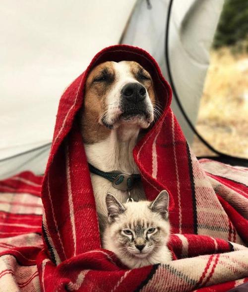 猫狗数据集3