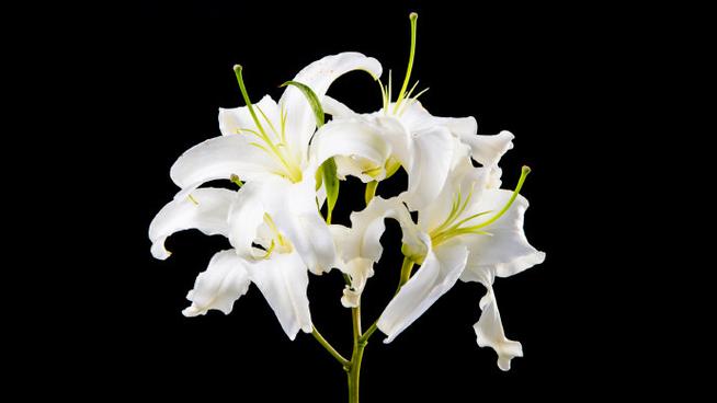 花分类5类数据集