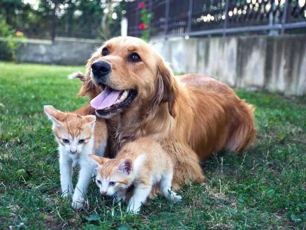 猫狗照片数据集