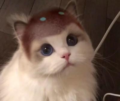 猫十二分类数据集4