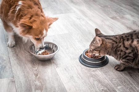 猫狗数据集5