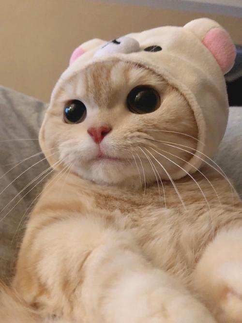 猫咪数据集