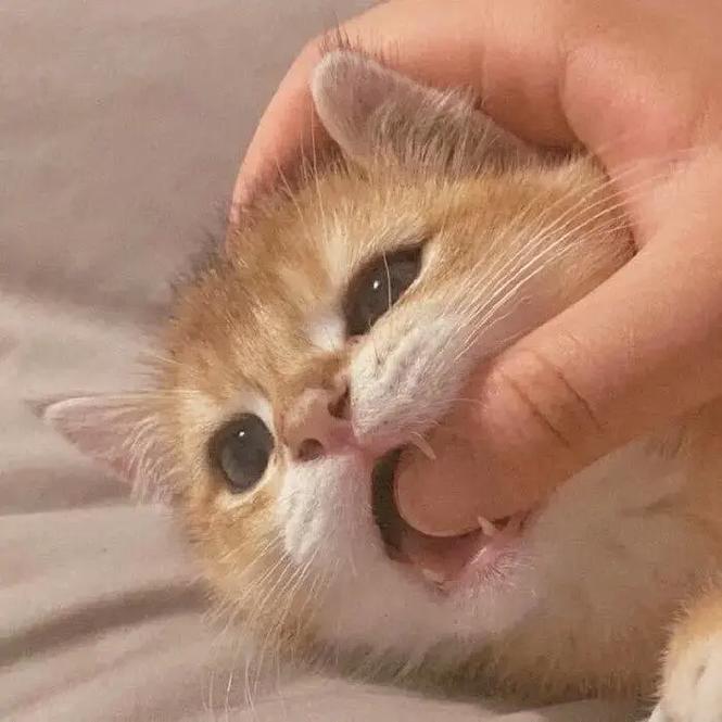 猫12分类数据集3