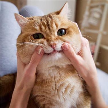 猫的十二分类问题数据集