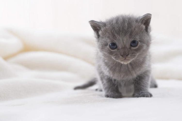 猫十二分类数据集5