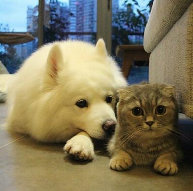 猫狗照片，用于构建CNN实现图像分类数据集