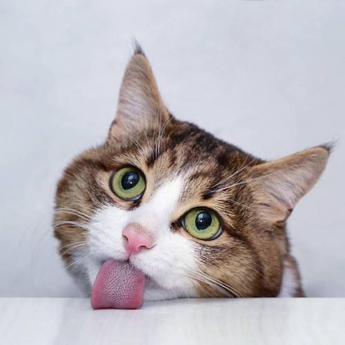 猫12分类数据集4