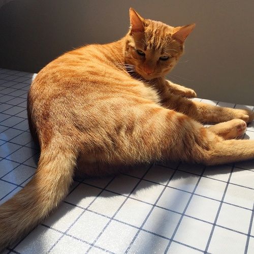 猫猫种类识别（清洗之后的数据集）