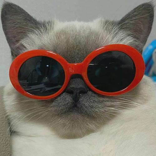 猫十二数据集