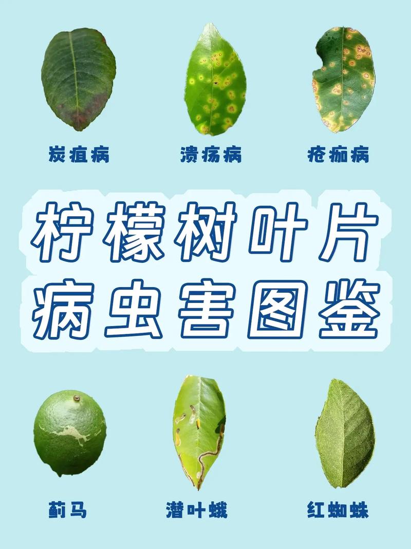 2分类-new数据集