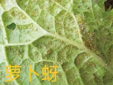 大白菜病虫害数据集