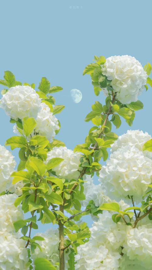 花（5类）数据集