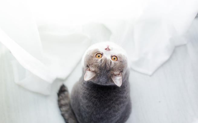 猫（12类）数据集