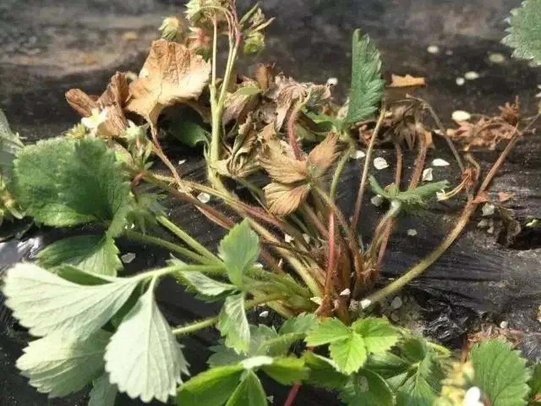 草莓叶片病虫害数据集