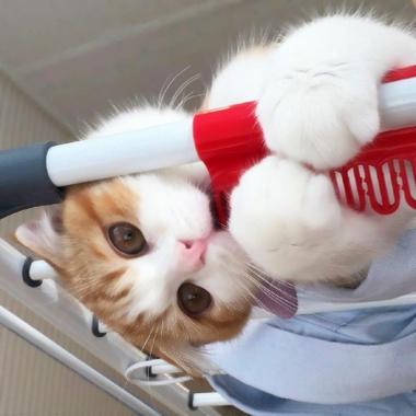 小刘猫的PaddleDetection数据集