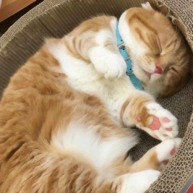 小刘猫数据集