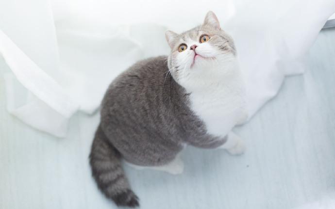 大刘猫数据集