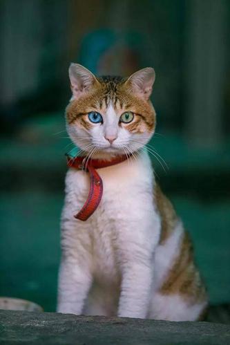 猫十二分类数据集6