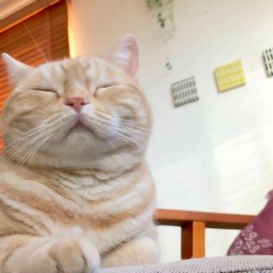 猫的十二分类数据集2