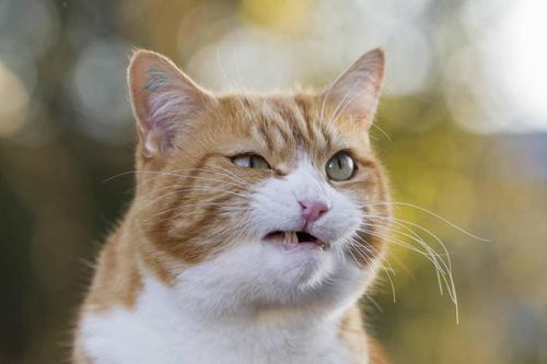 十二类猫数据集