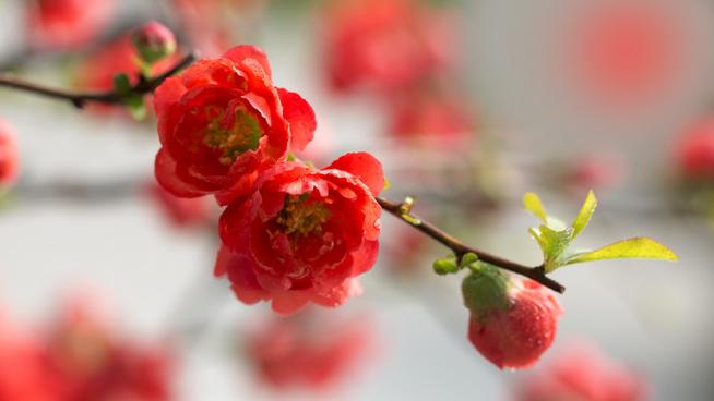 鲜花数据集2