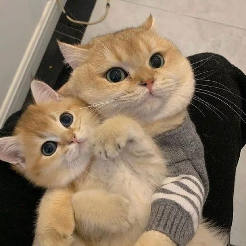 猫十二分类数据集7
