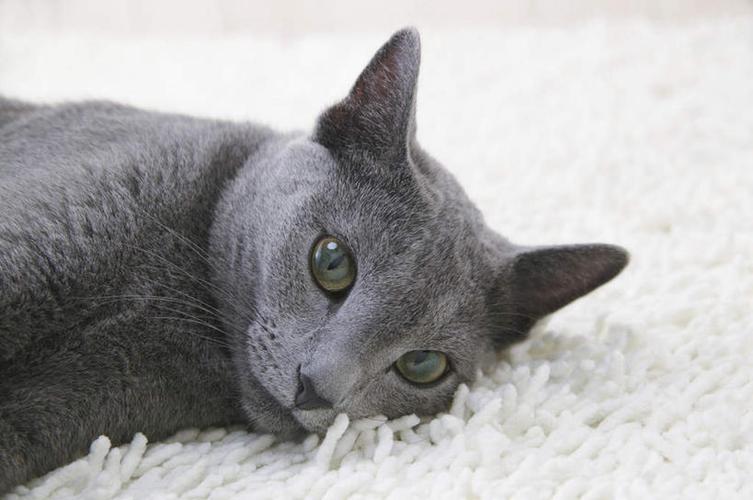 十二猫预训练模型数据集