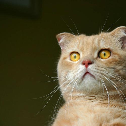 十二猫测试集