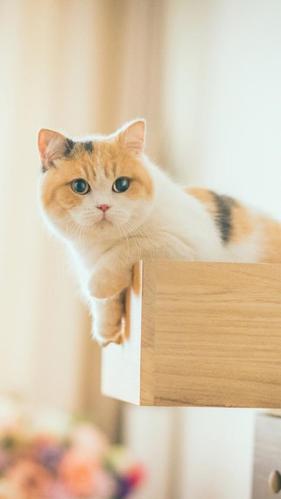 猫十二分类结果数据集