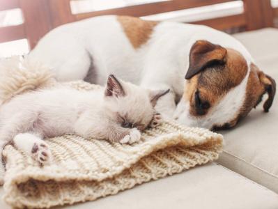 猫狗分类数据集15