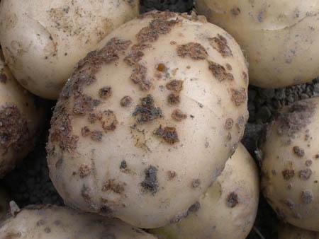 potatodetection马铃薯病虫害数据集